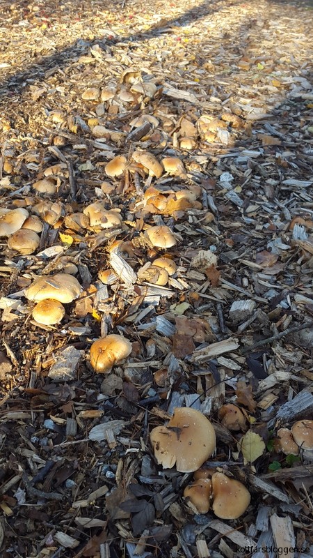 En matta med oätlig svamp.